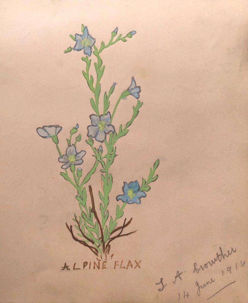 Alpine Flax