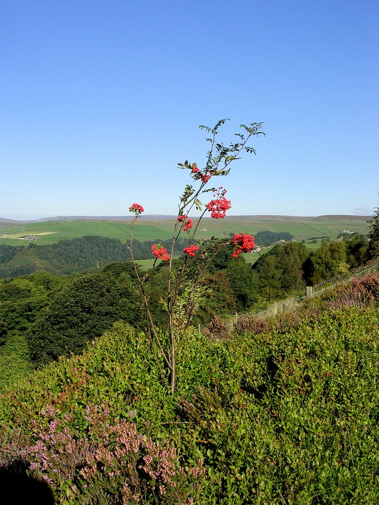 DSCN6708.JPG