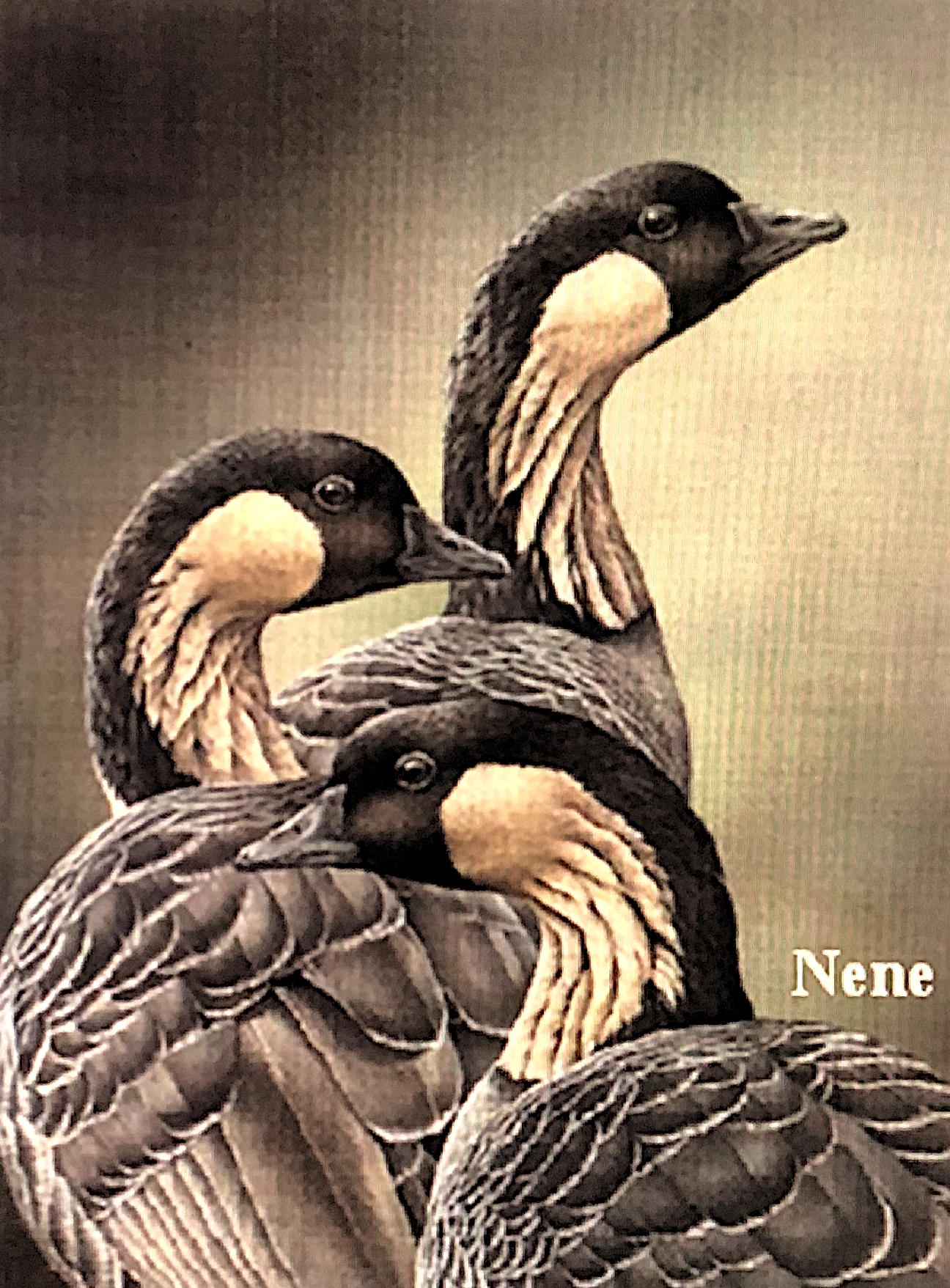 Nene